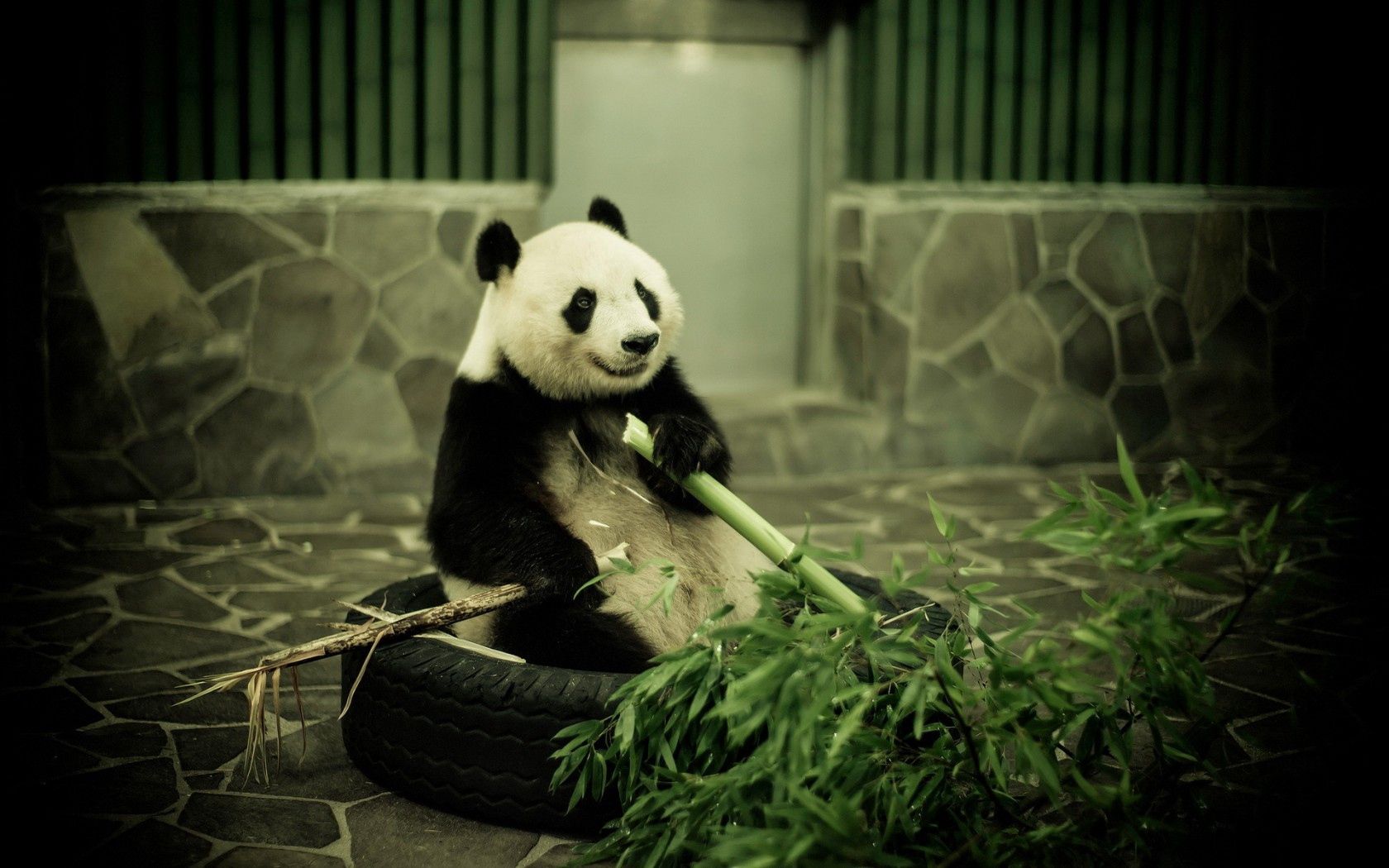 panda, zoo, bamboo