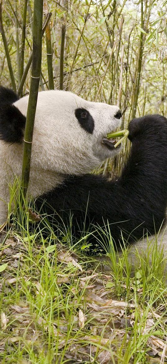 panda, grass, lie, trees