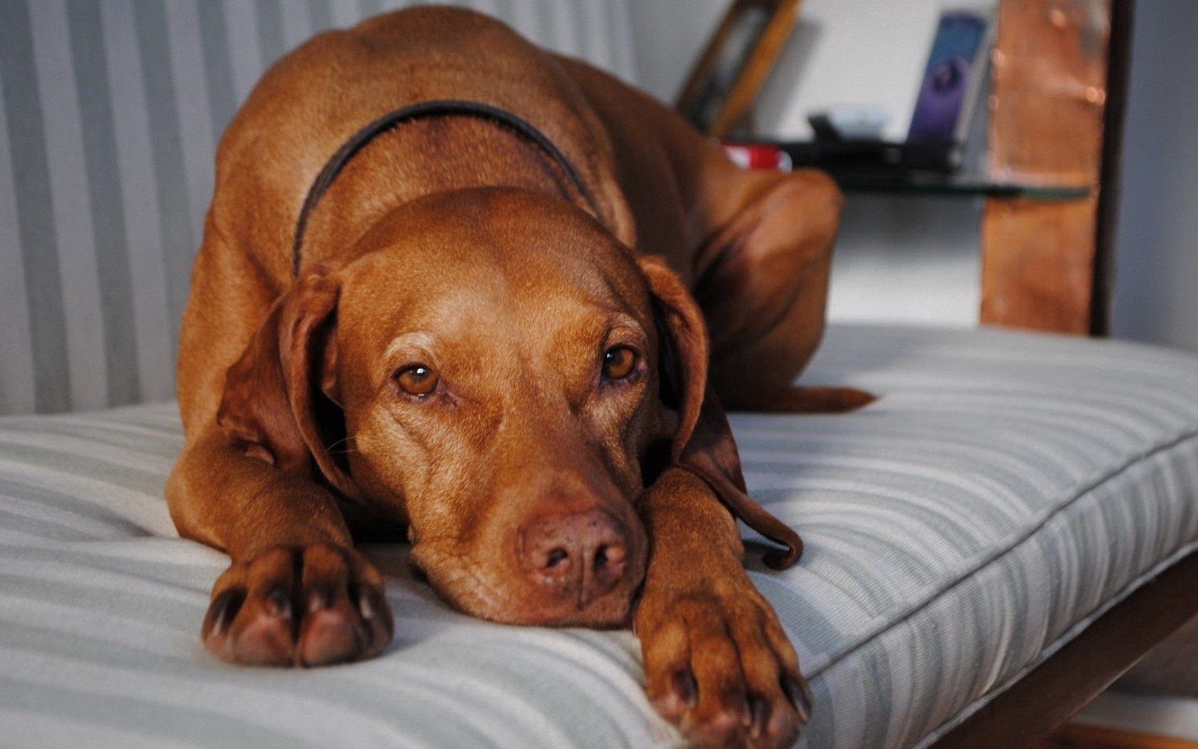 dog, waiting, longing, devotion, red