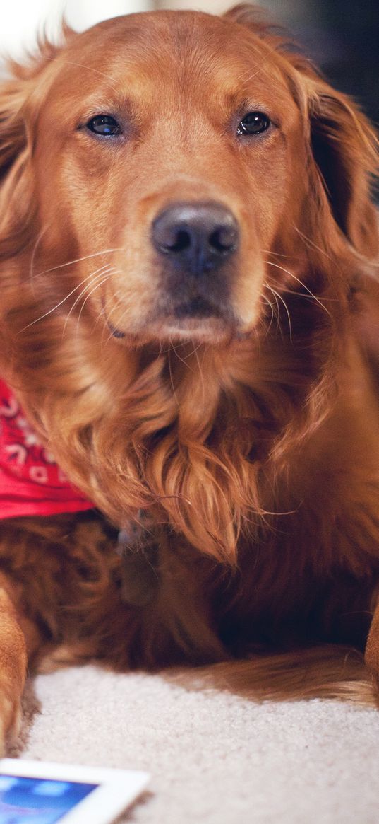 dog, red, tablet