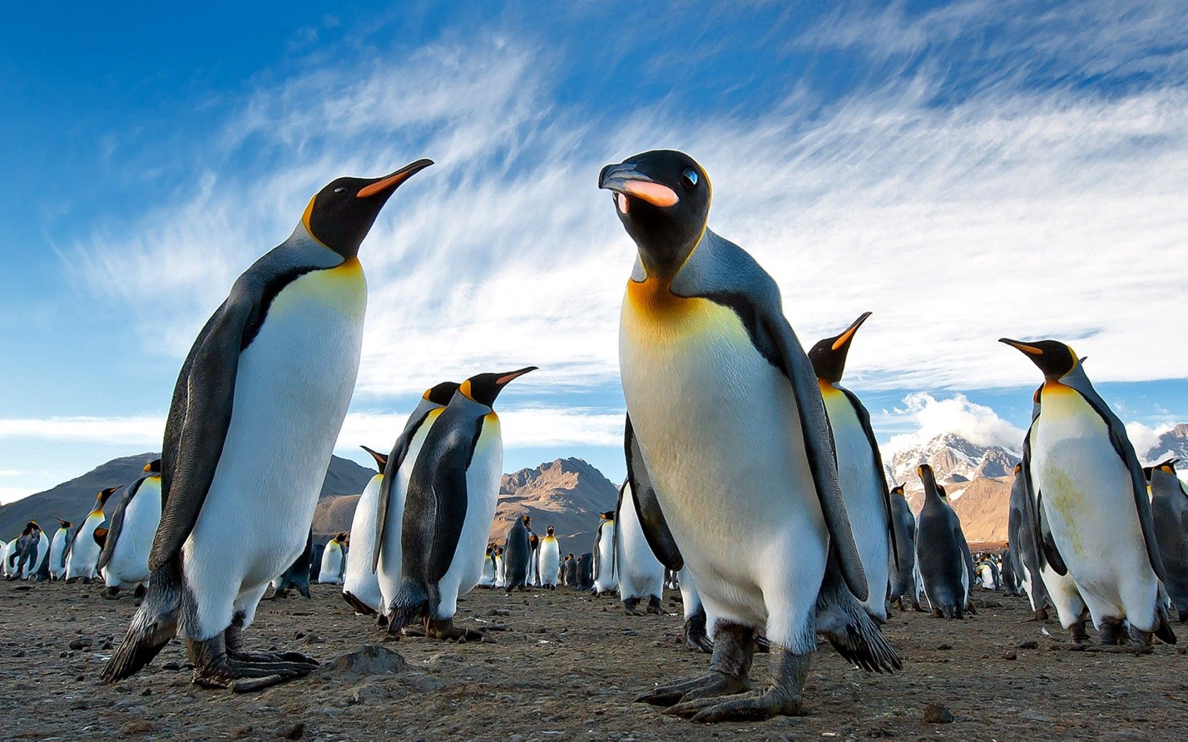 penguins, royal, colony, antarctica, south georgia, earth, mountains, sky