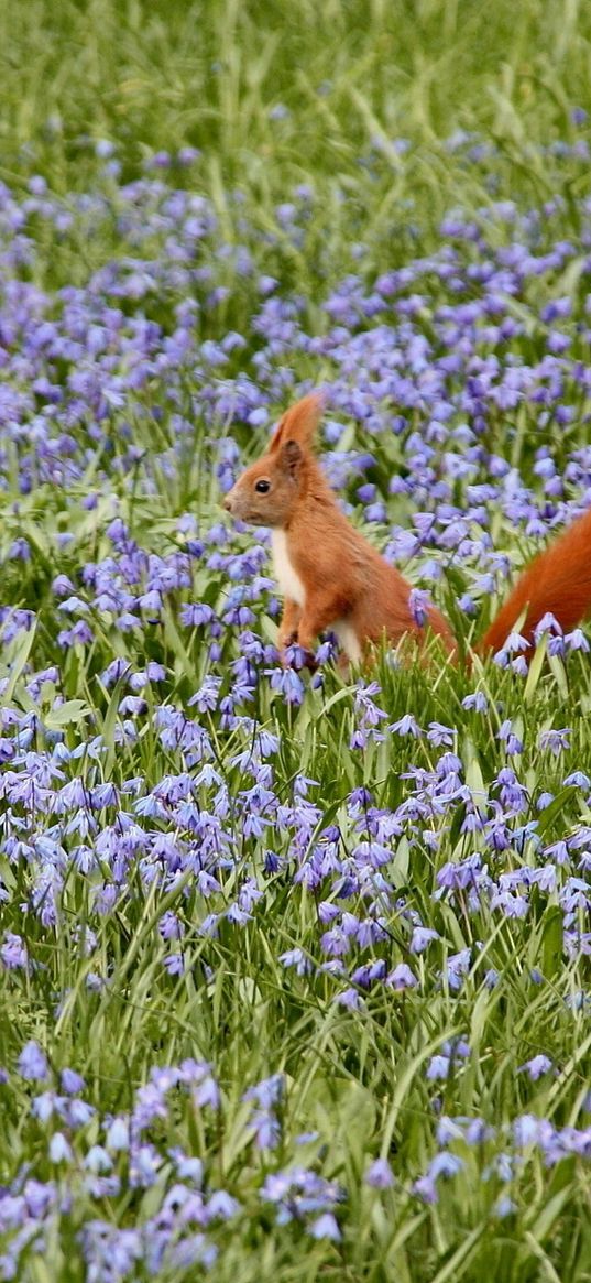 nature, field, flowers, squirrels