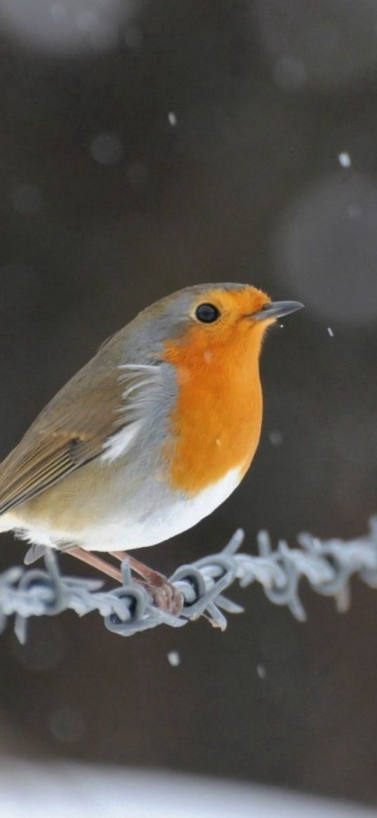 wire, robin, bird