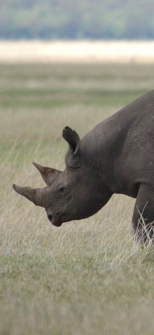 walk, rhinoceros, beautiful, large, field