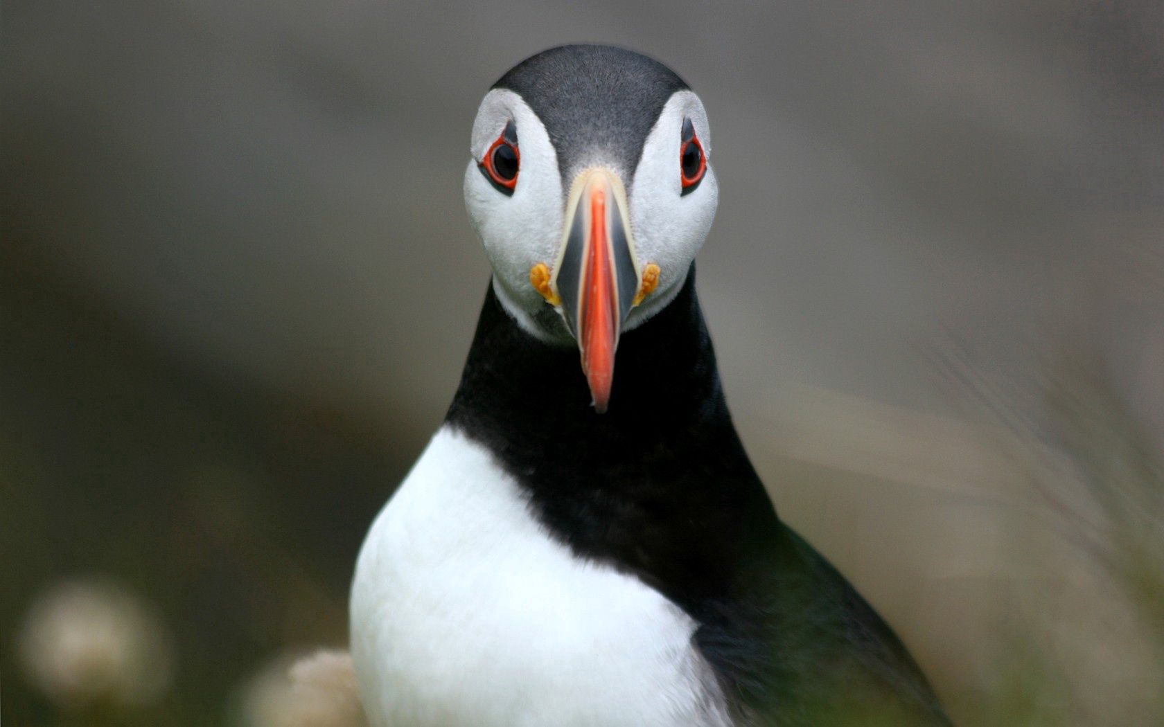 bird, atlantic puffin, beak