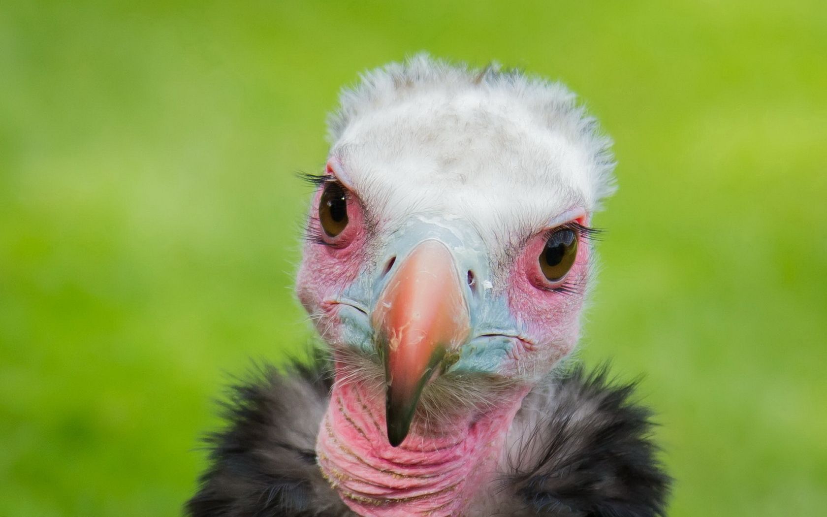 bird, vulture, background