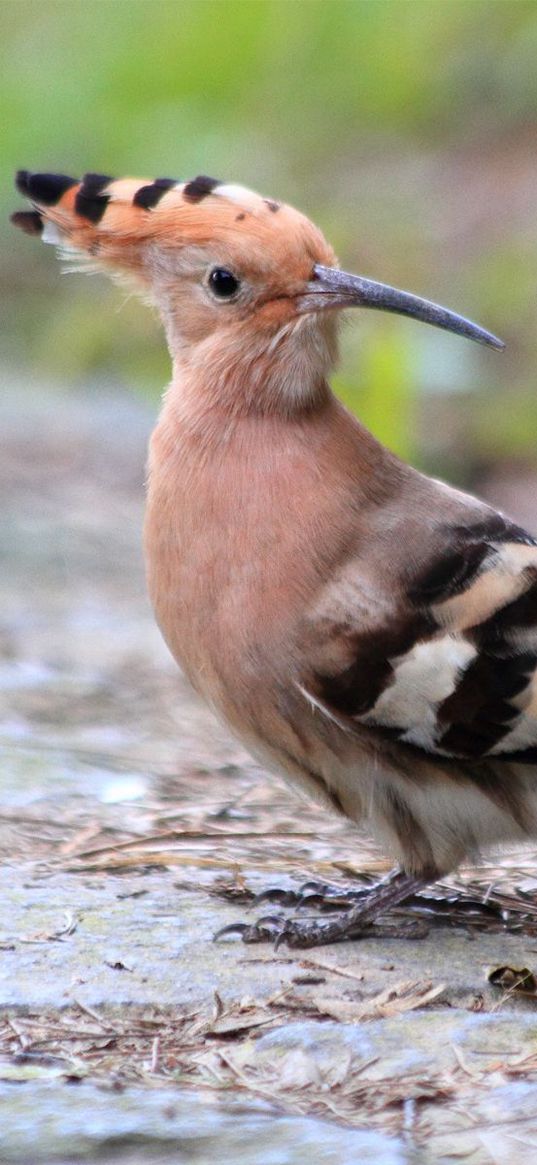 bird, land, strips, crest