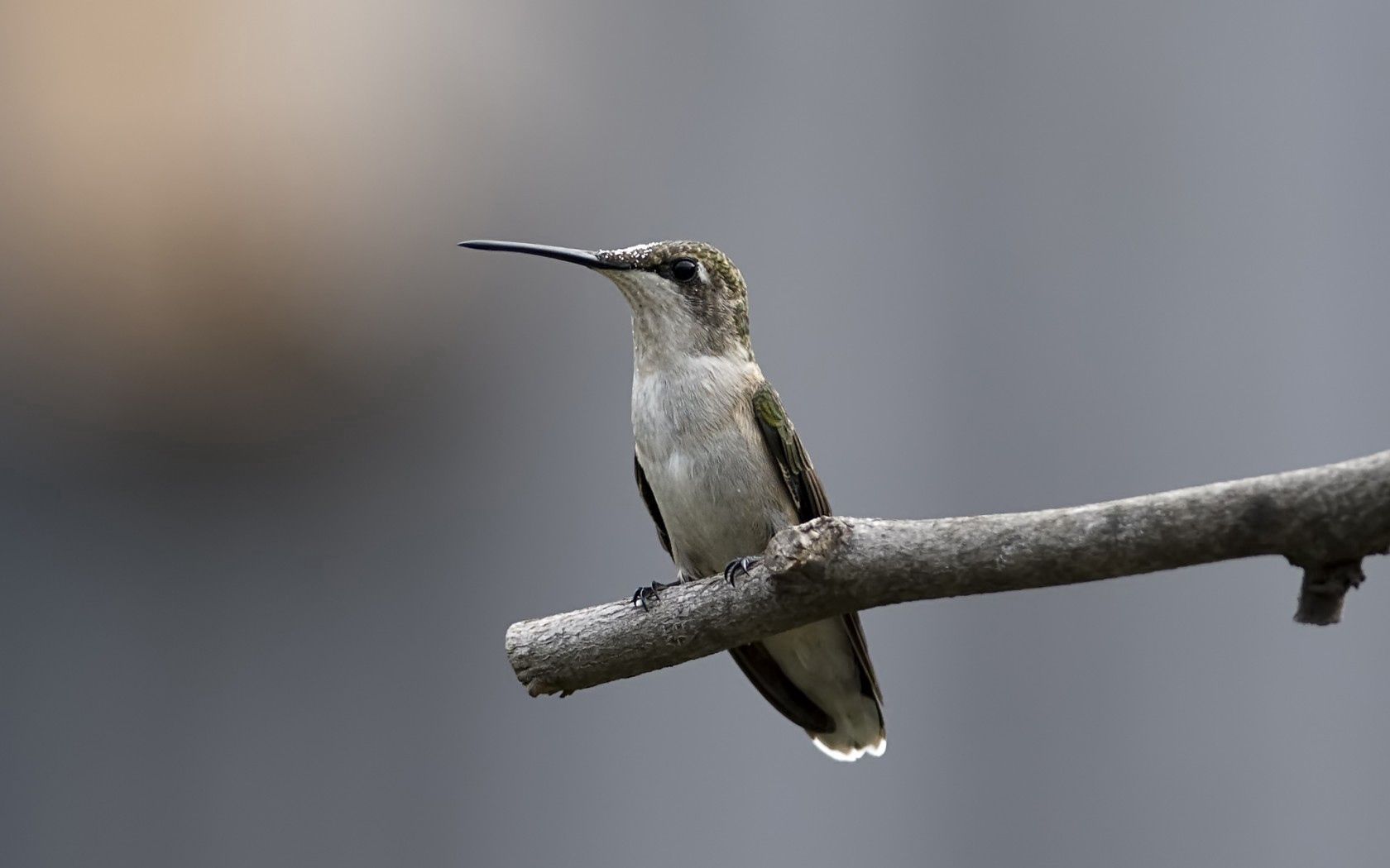 bird, hummingbird, twig, stick