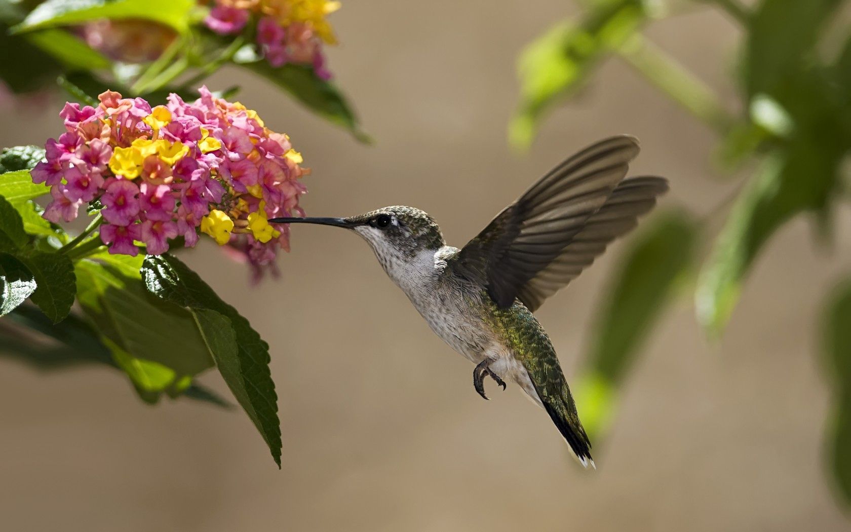 birds, hummingbirds, flowers, nectar, sunny, leaves