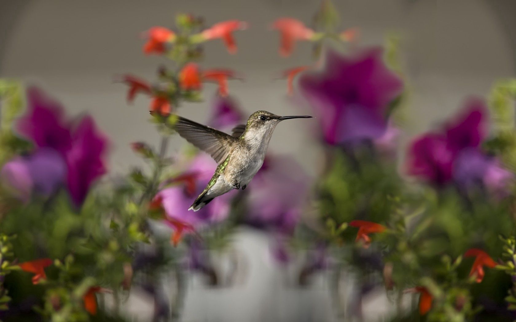 birds, hummingbirds, flowers, focus