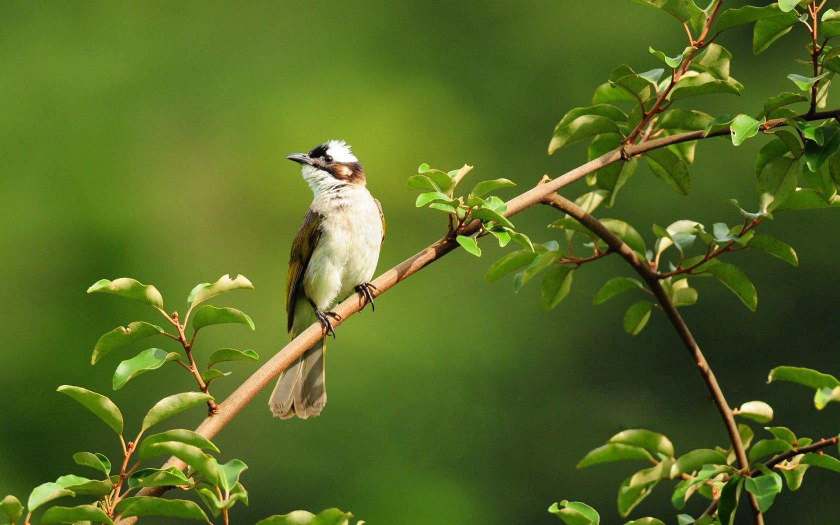 bird, leaf, stick, white, green