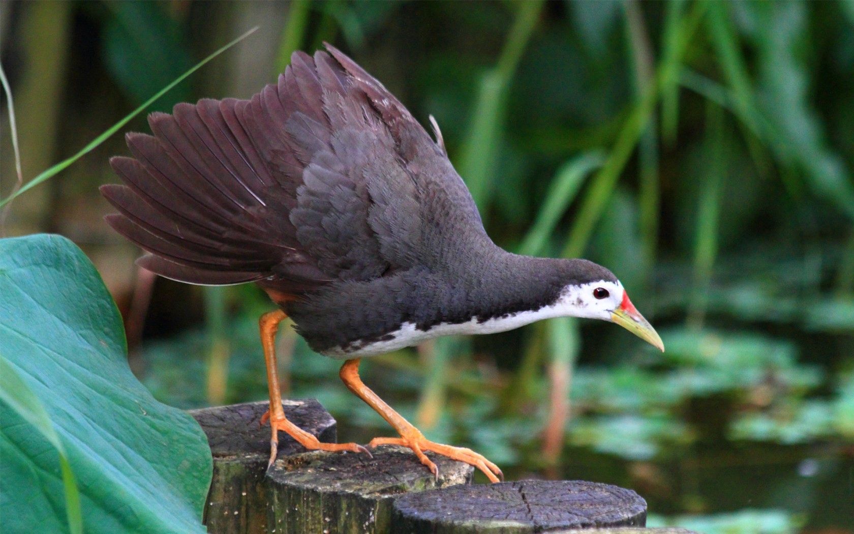 bird, hemp, swamp, leaves