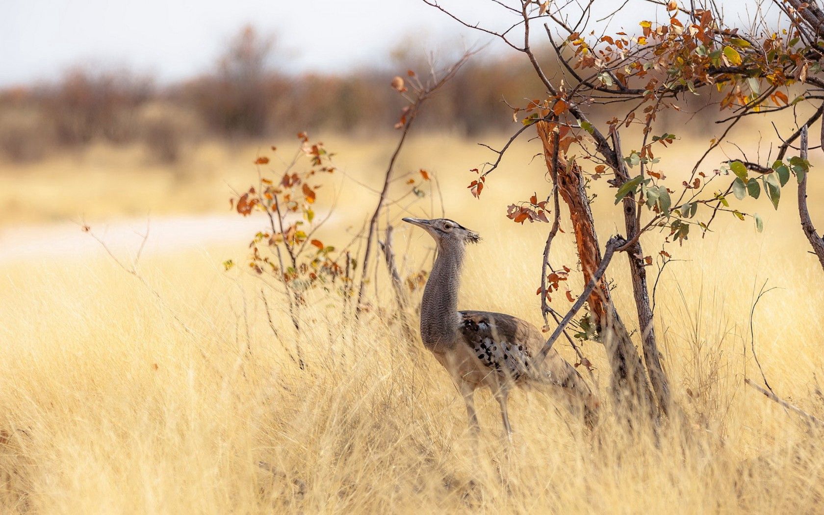 bird, nature, africa, trees, grass