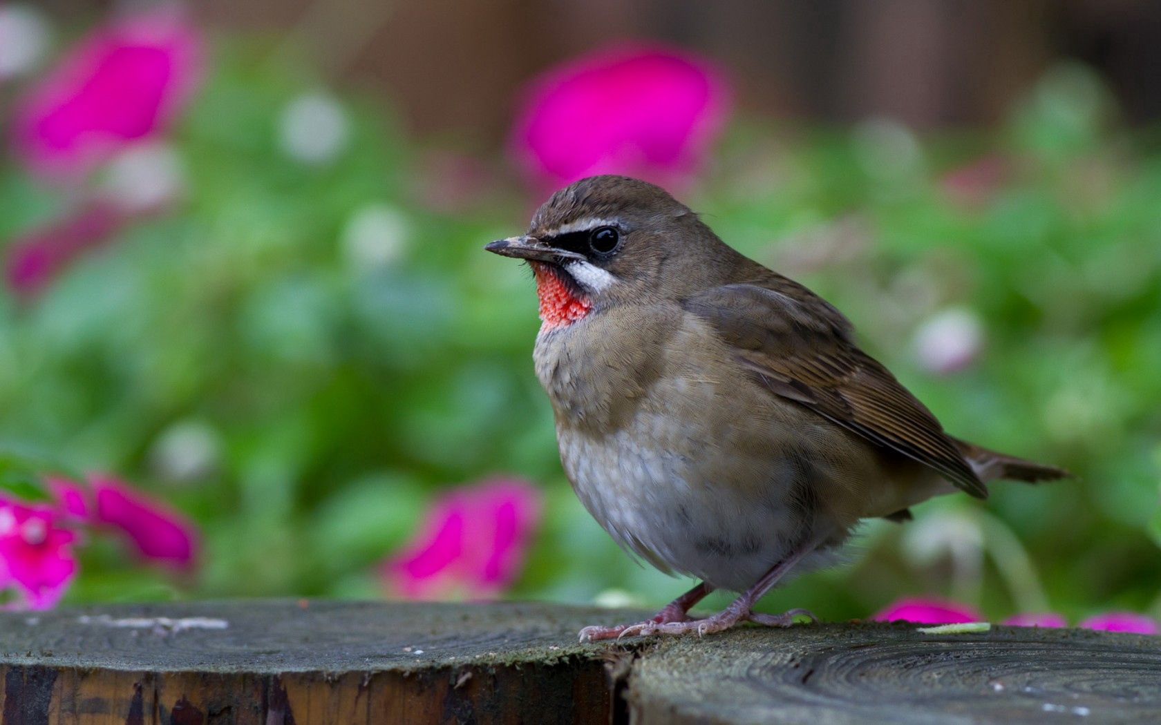 bird, gray, focus, hemp, wood, flowers, colorful, blur