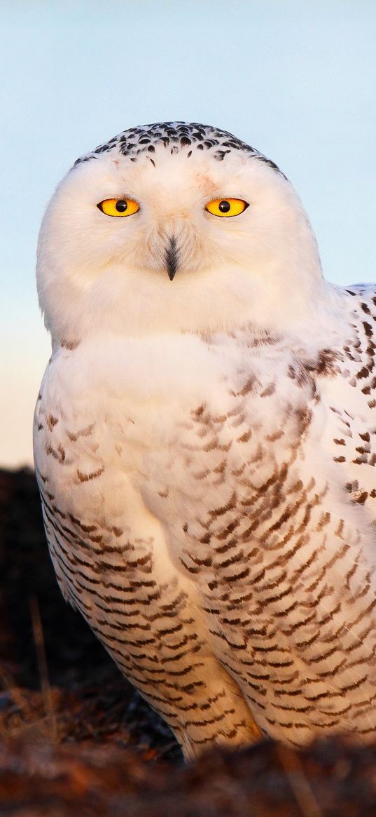 bird, snowy owl, eyes, light