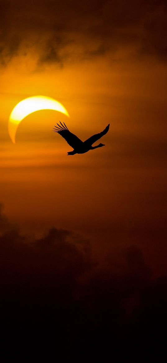 birds, geese, swans, night, sun, light, darkness