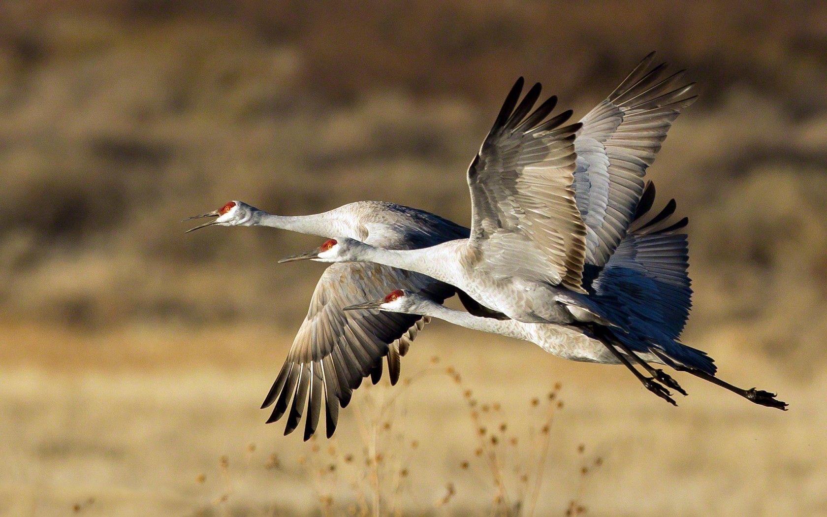 birds, flock, trio, flight, storks