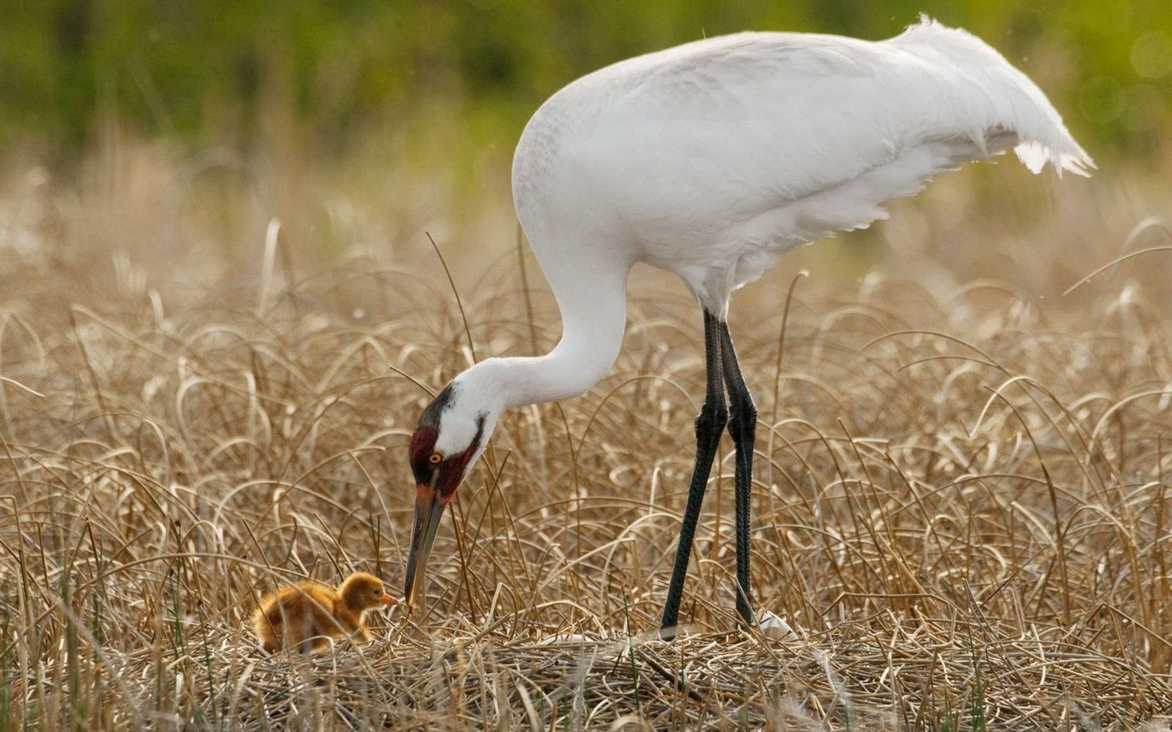 birds, grass, nest, white crane, chick, progeny