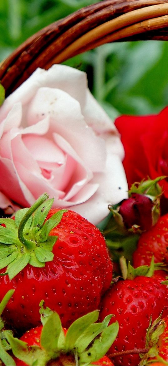 berries, strawberries, roses, flowers, buds