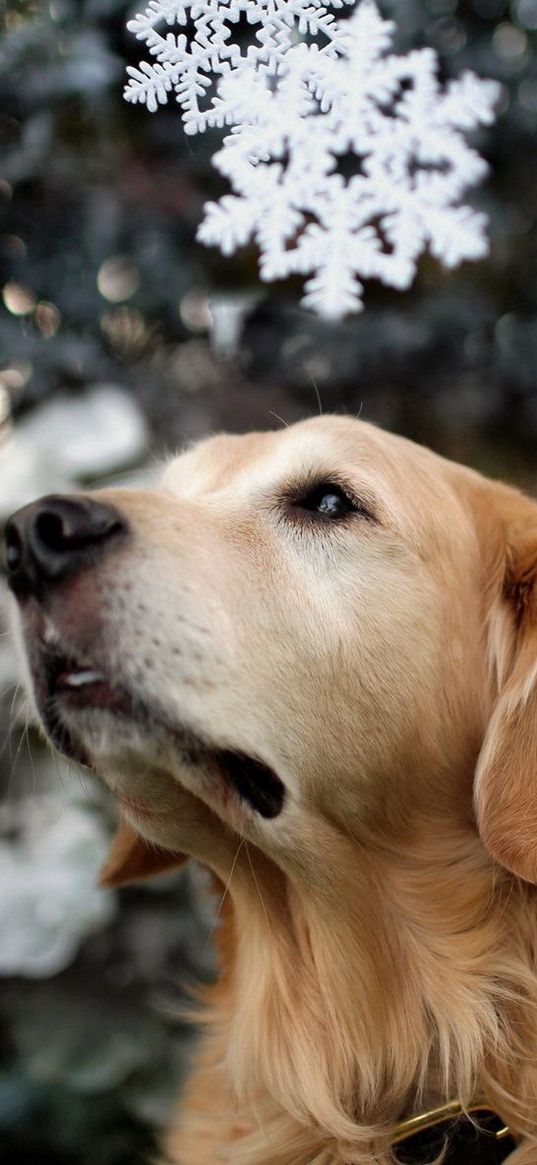 retriever, dog, muzzle