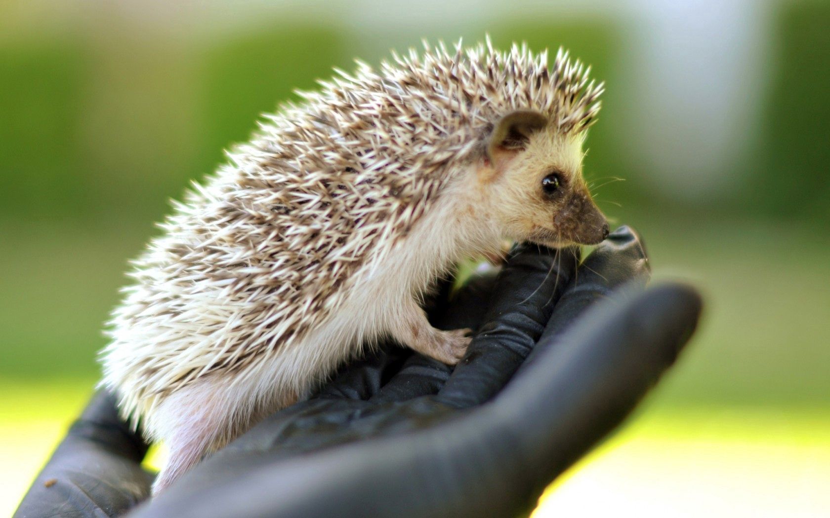 hand, brush, hedgehog, needles, muzzle