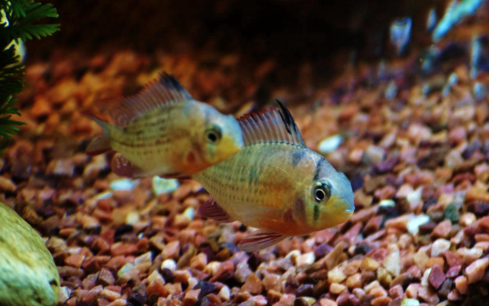 fish, aquarium, water, macro, minimalism