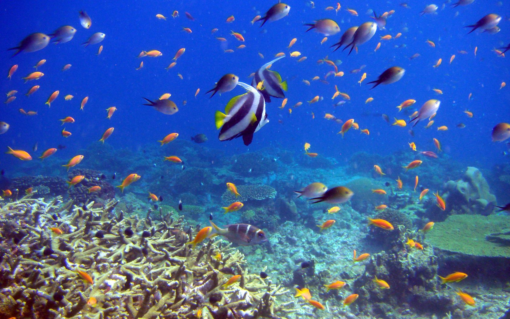 fish, coral, underwater