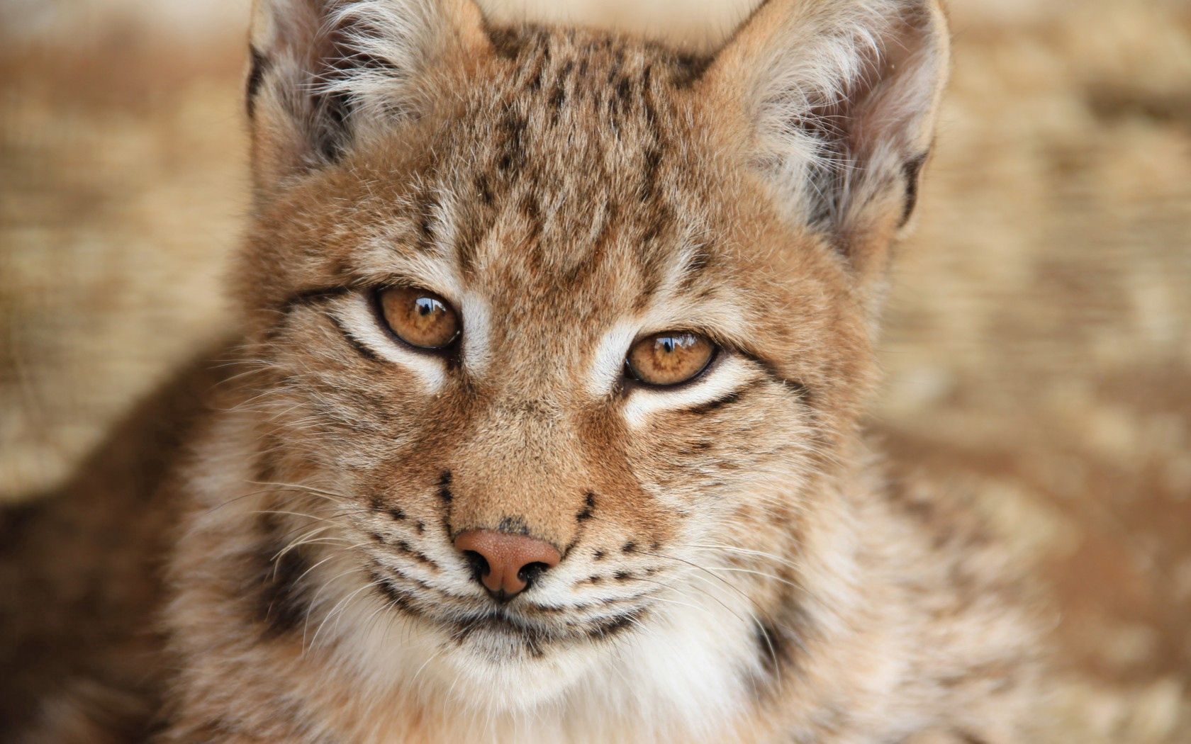 lynx, look, mustache