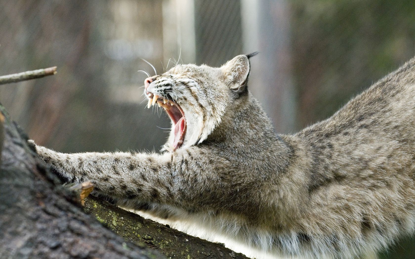 lynx, yawning, mouth, tree