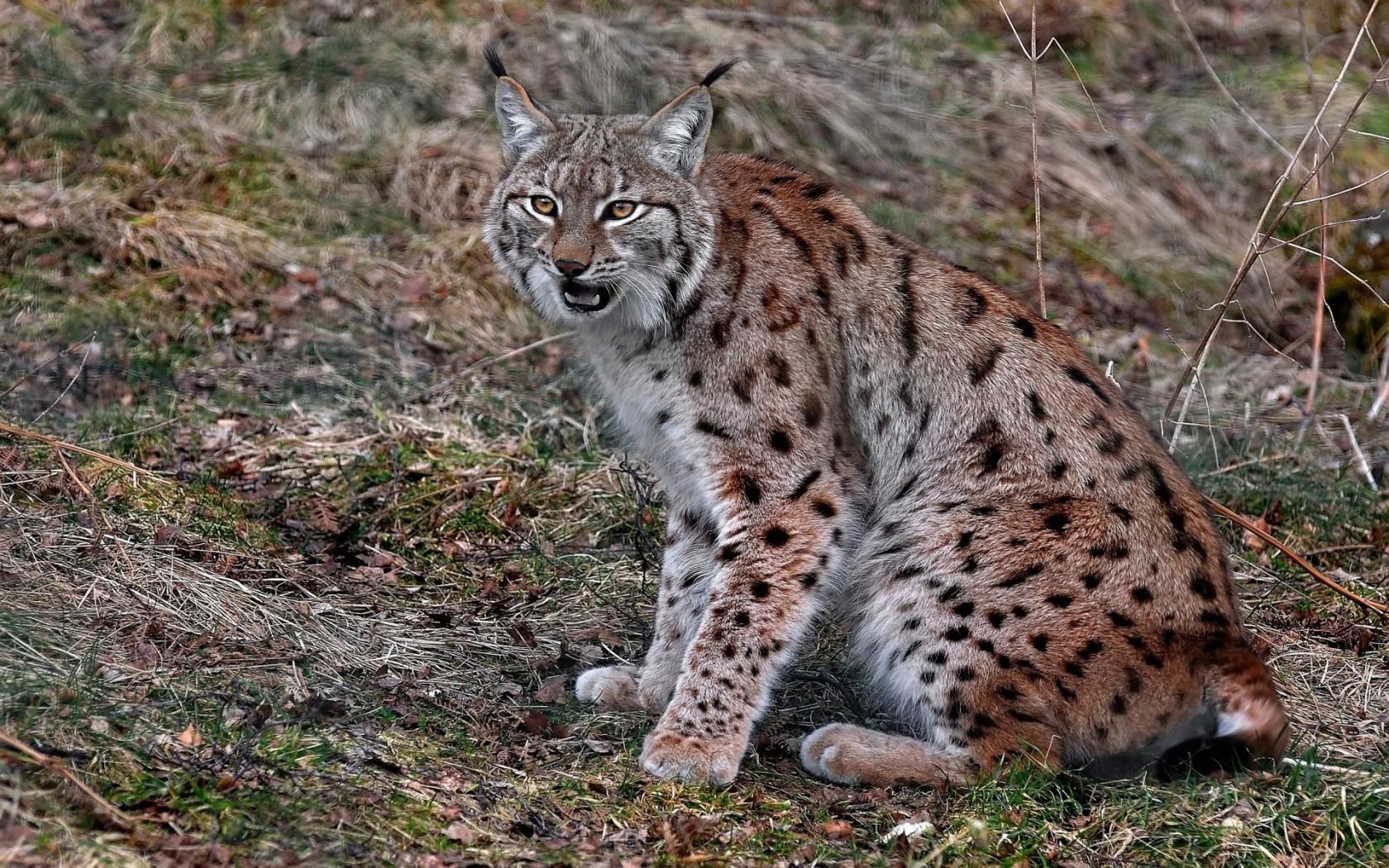 lynx, sitting, looking, red, gray