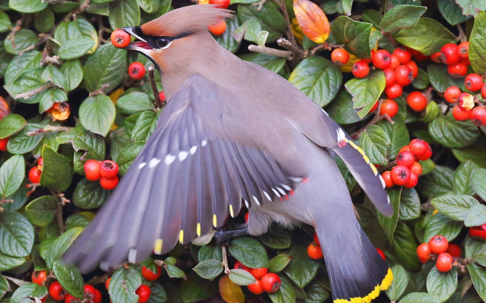 waxwing, poultry, berries, bush, leaves, food, feathers