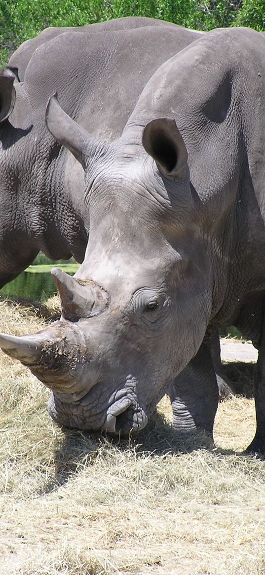 hay, grass, trees, rhinos, family