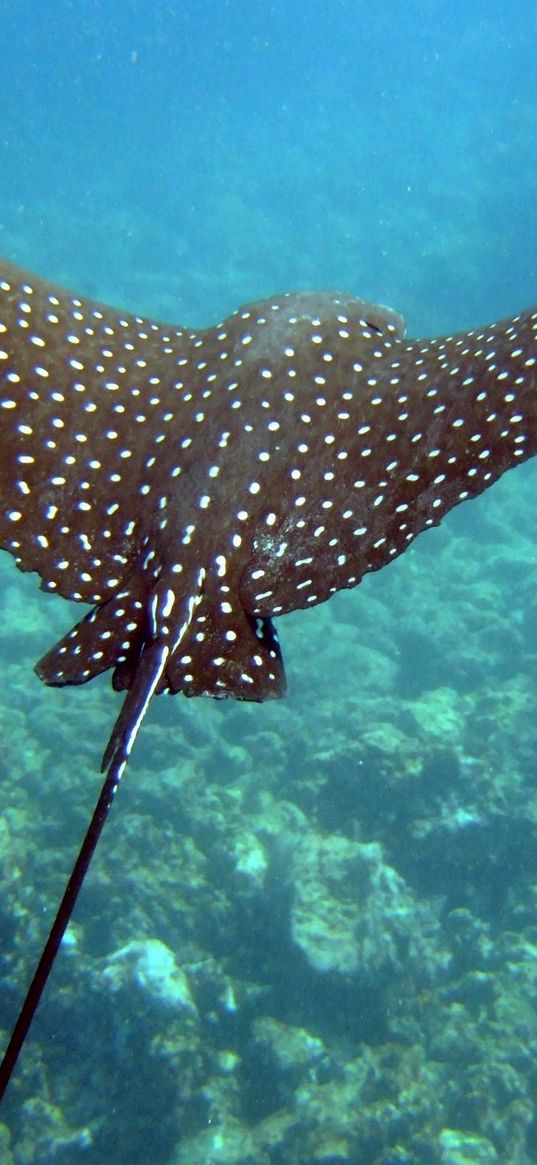 stingray, underwater, swim