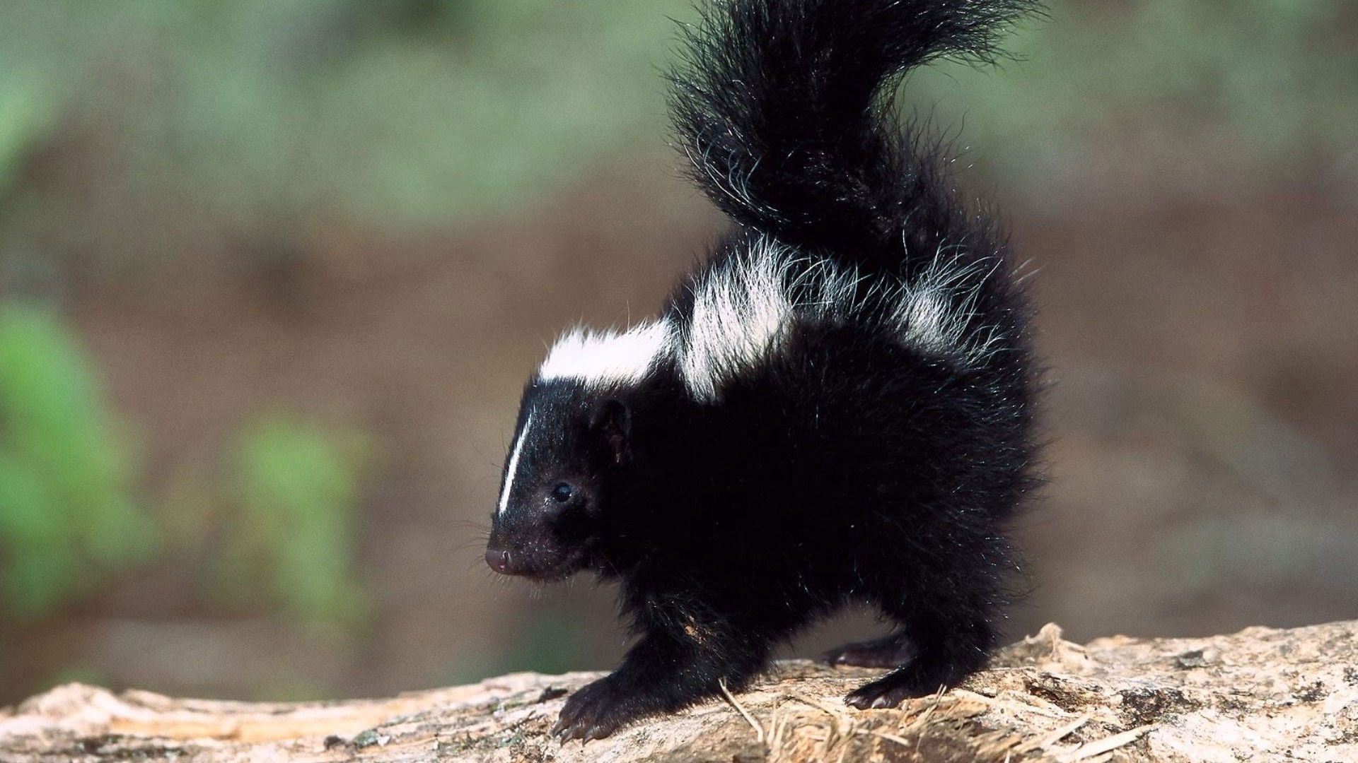 skunk, baby, saw dust, surface