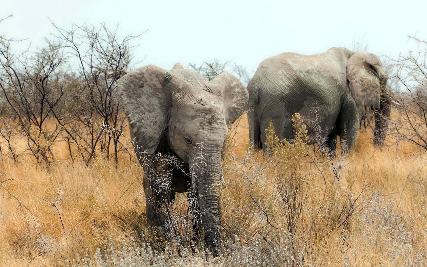 elephants, nature, africa