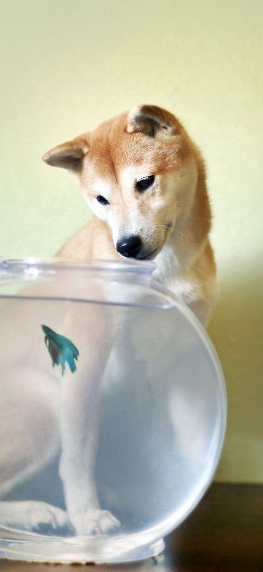 dog, aquarium, fish