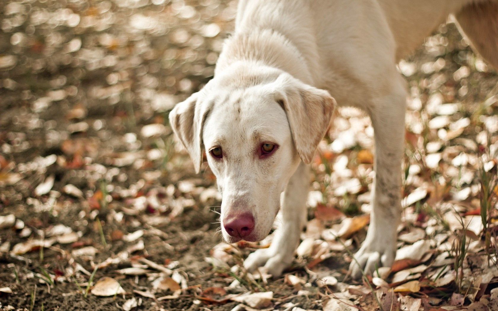 dog, eyes, friend, leaves, autumn