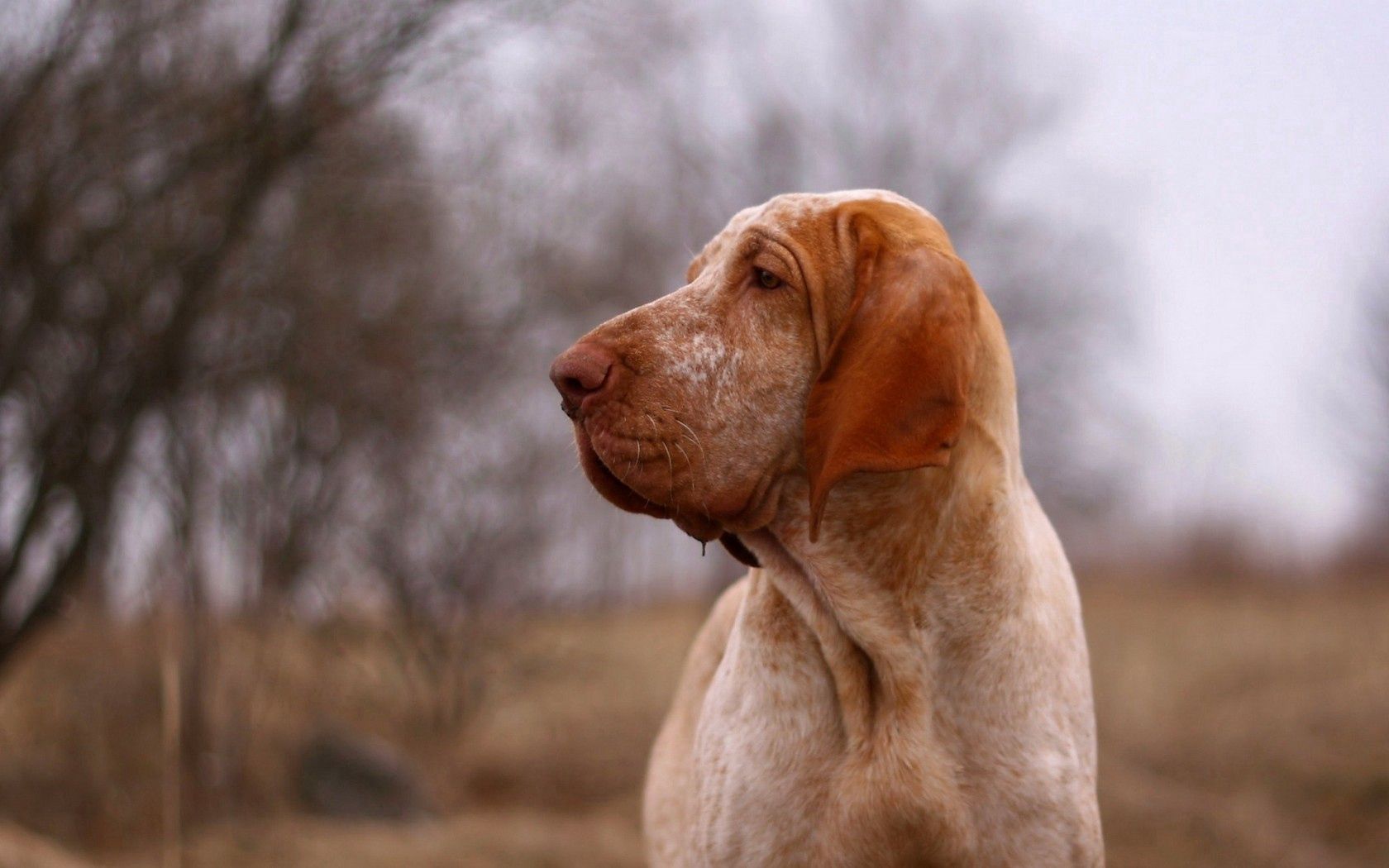 dog, look, friend, profile