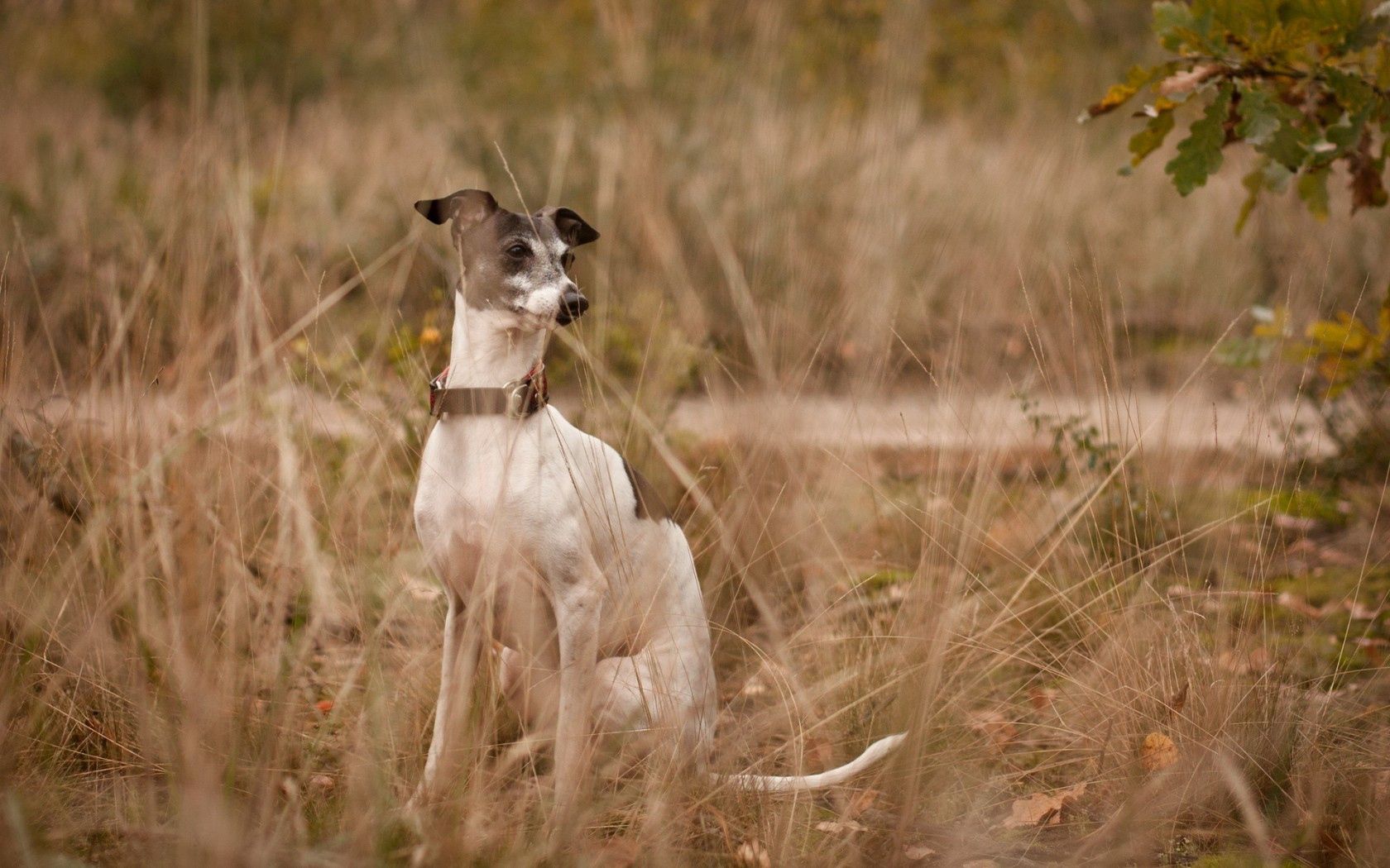 dog, eyes, friend, grass, leisure