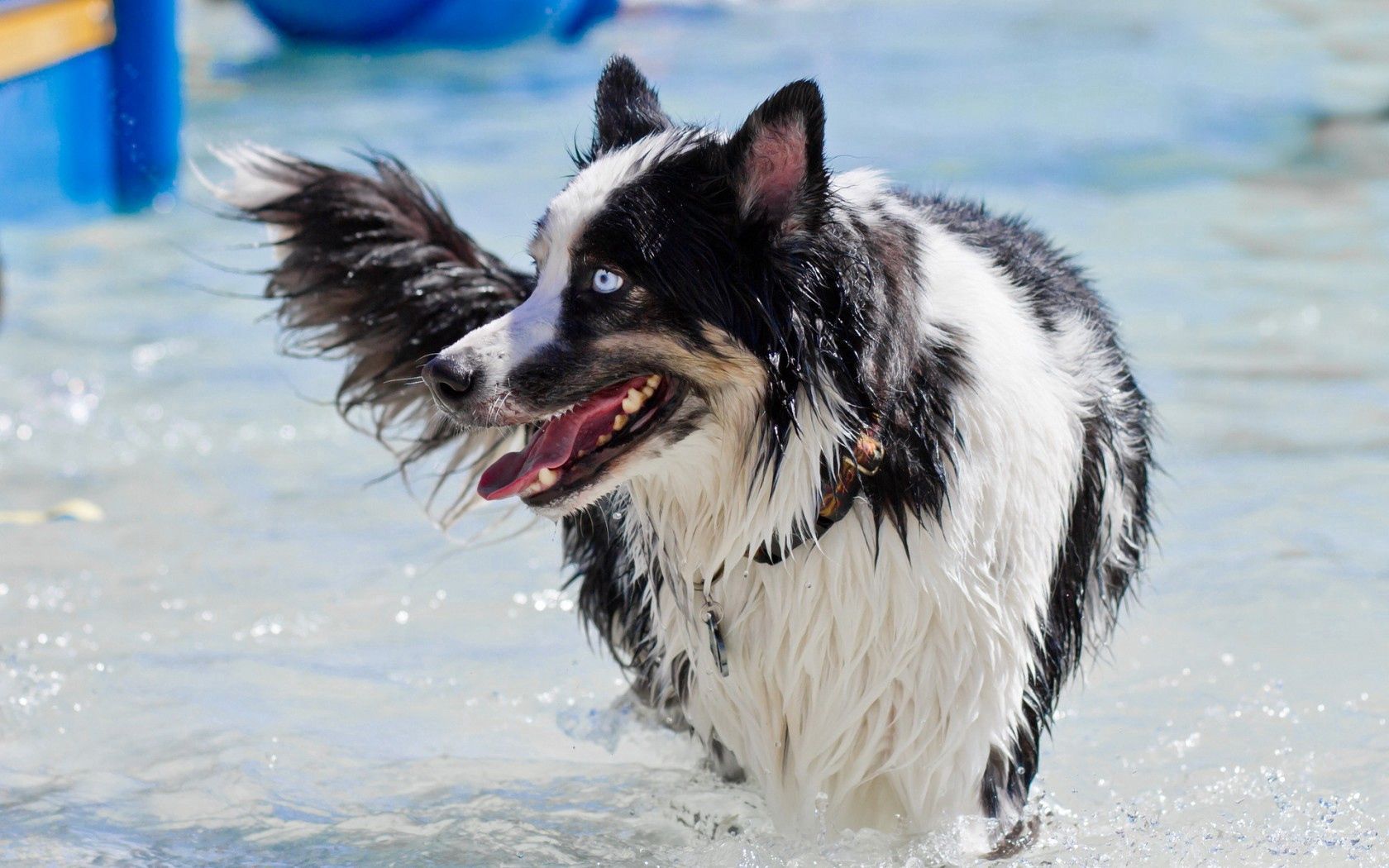 dog, look, friend