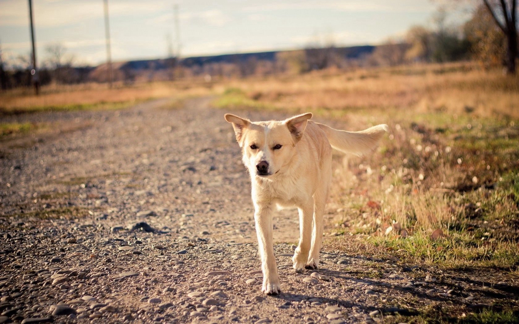 dog, road, friend