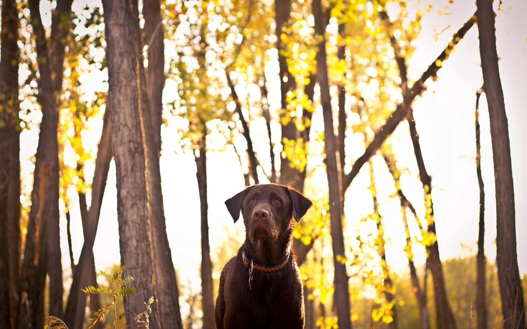 dog, friend, forest