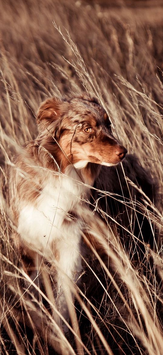 dog, friend, golf, wind