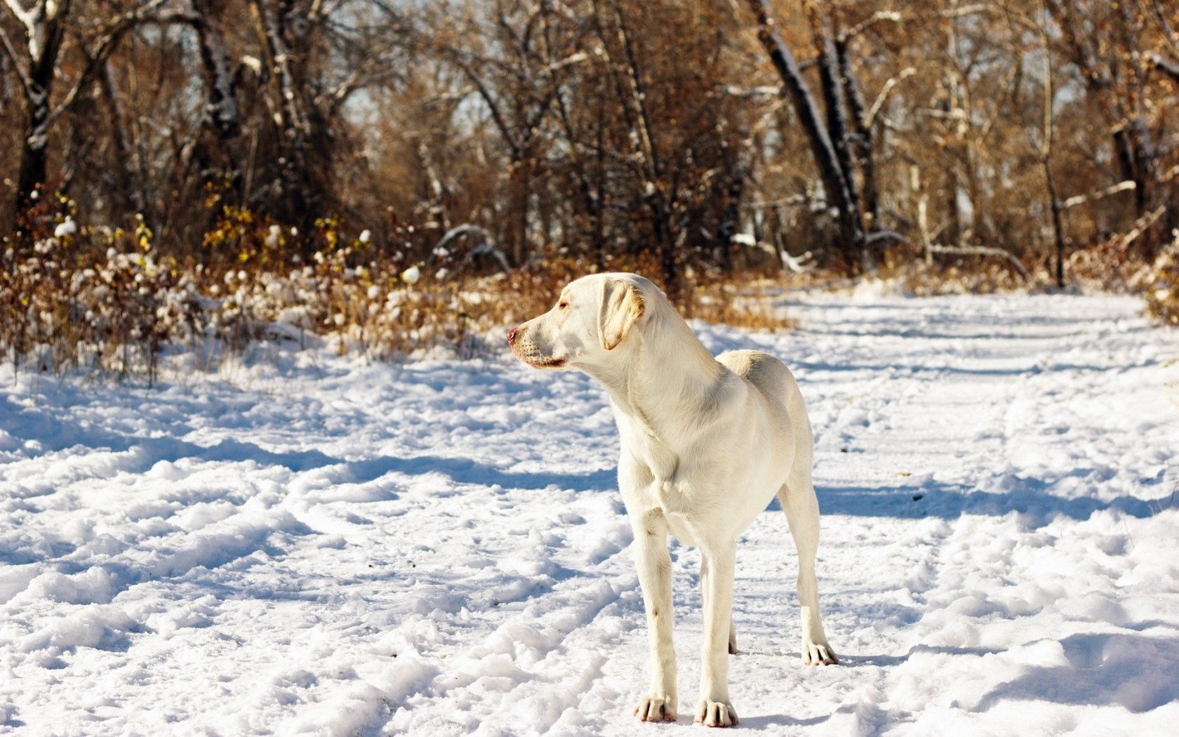 dog, friend, snow, autumn