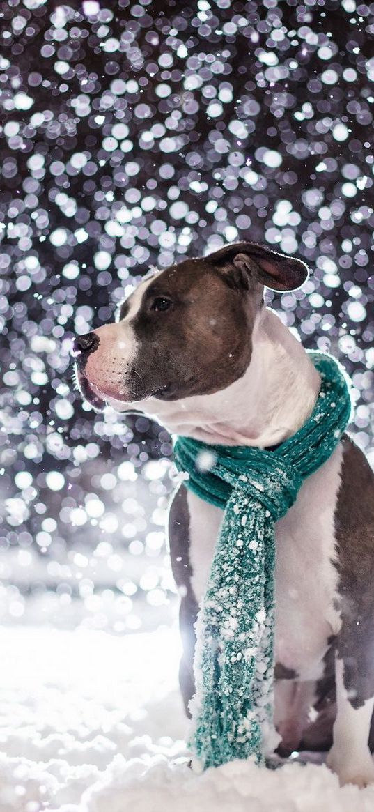 dog, friend, snow, scarf