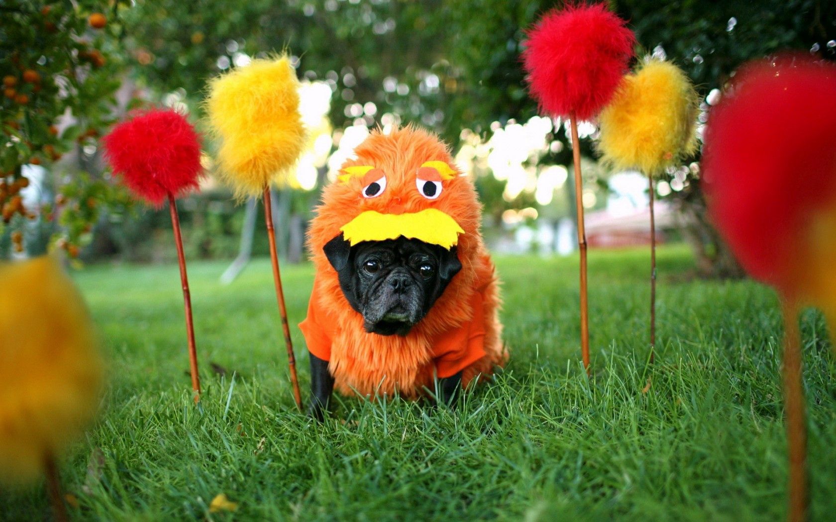 dog, carnival, background