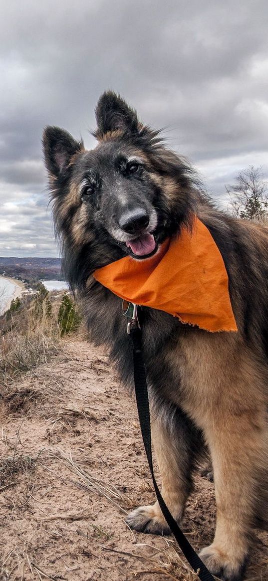 dogs, dog collar, scarf, grass, river