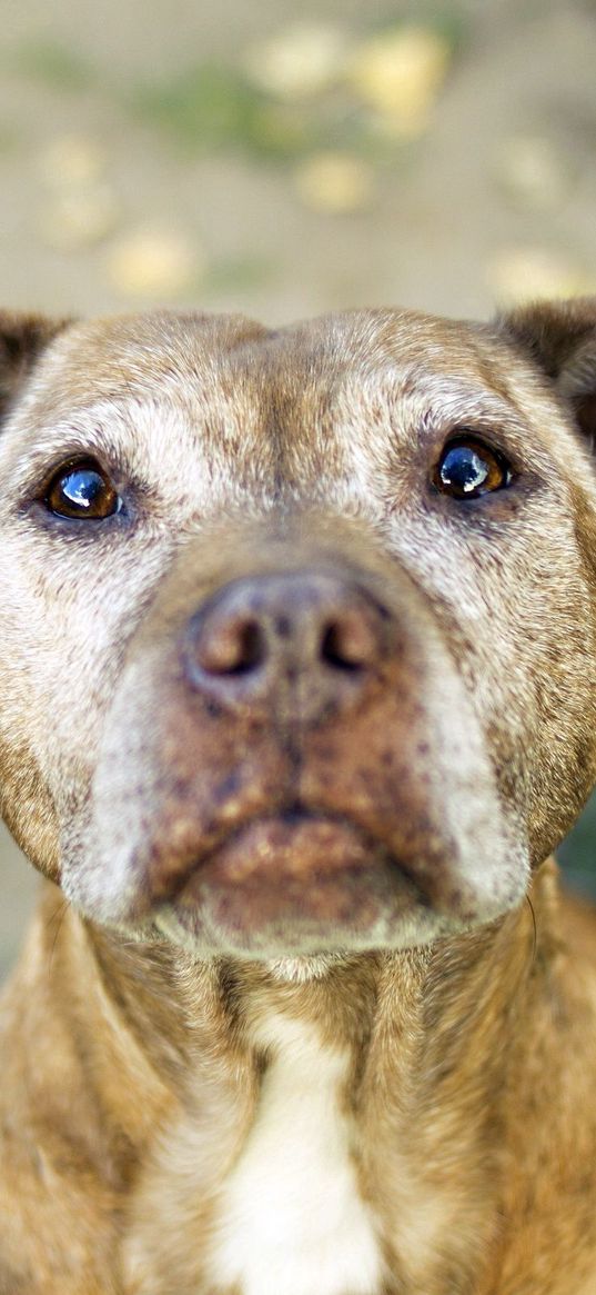 dog, pit bull, man, muzzle