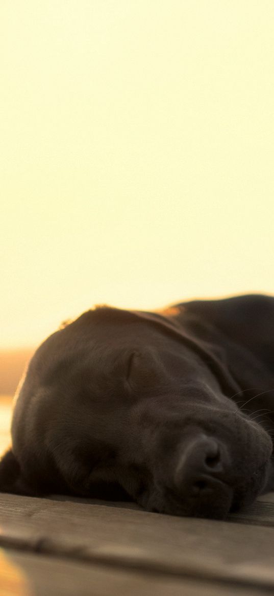 dog, dream, face, black