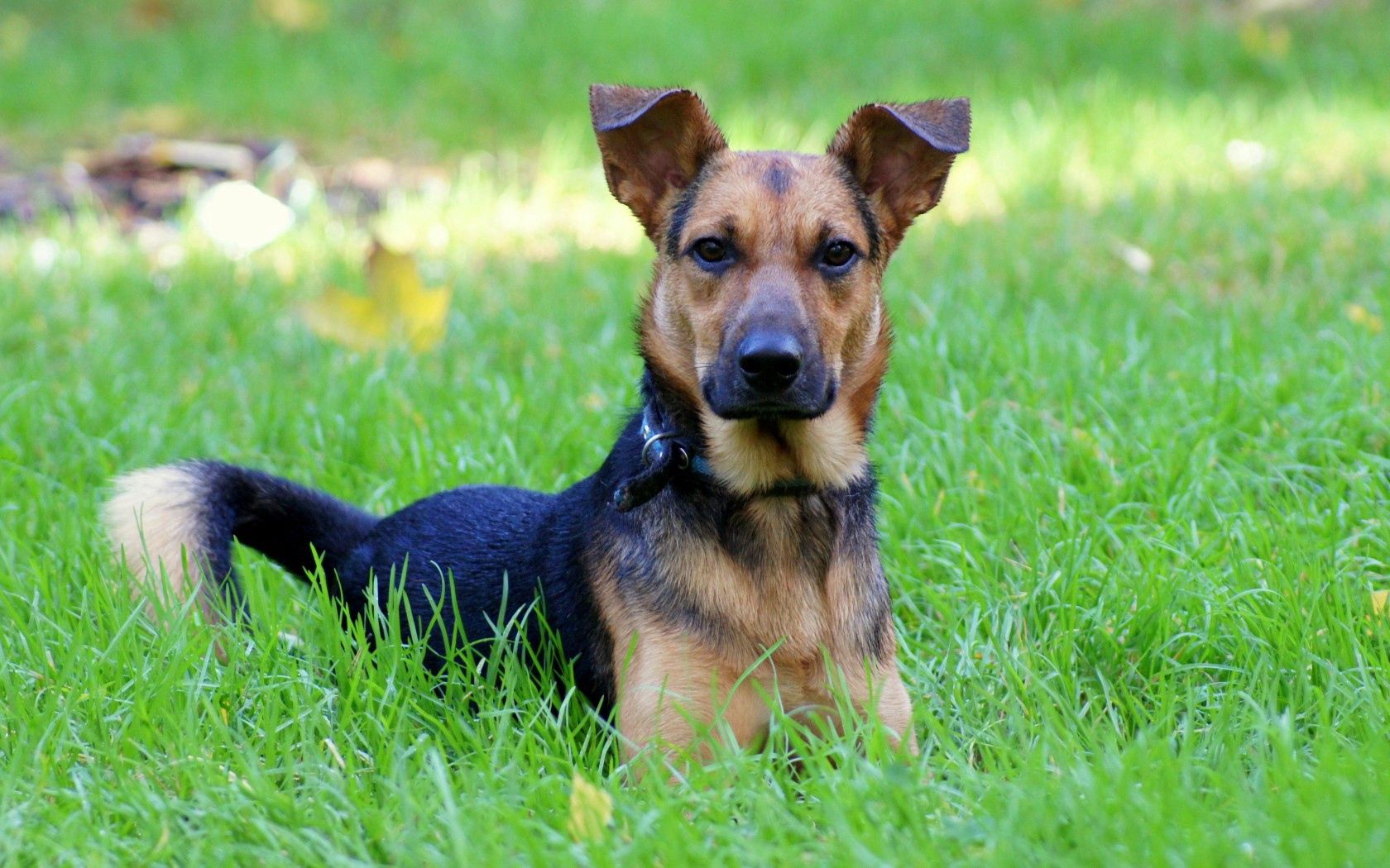 dog, grass, green, spring, friend, loyalty